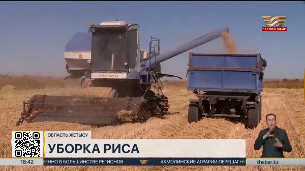 Аграрии сокращают посевы риса из-за нехватки воды в области Жетісу