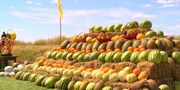 Биыл Қарауылтөбедегі егінжайға қауынның 10 түрі егілді