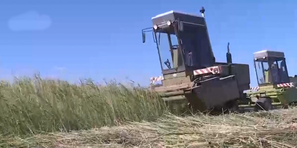 Жамбыл облысында мал азығын әзірлеу жұмыстары қарқын алды