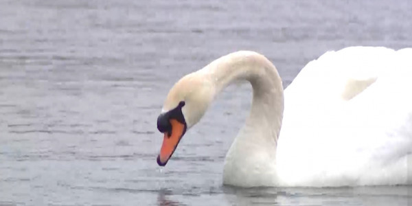 В Ботанический сад Астаны прилетели лебеди