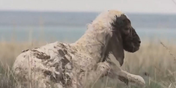 Павлодарда мал бағатын жер жоқ