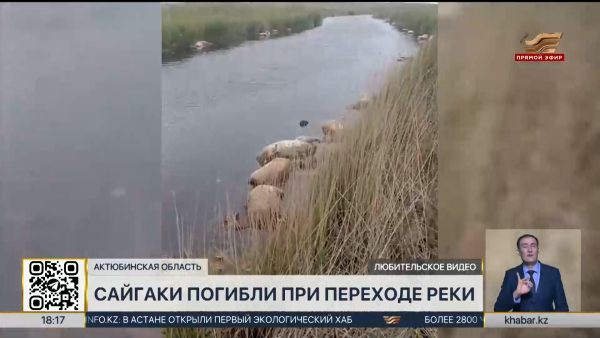 Более 100 сайгаков погибли при переходе реки в Актюбинской области