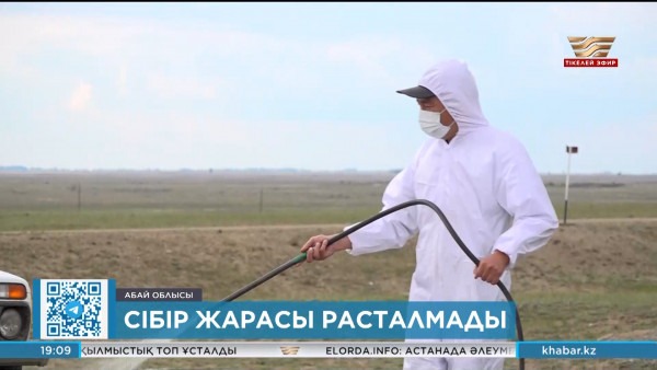 Абай облысында сібір жарасы расталмады