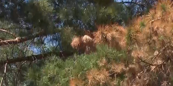 Талдықорғандағы жасыл желек жаздың соңына жетпей сарғайып барады