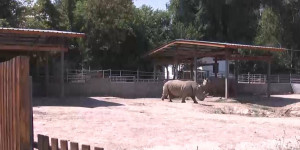 Как с жарой справляются животные в Алматинском зоопарке?