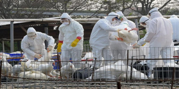 Казахстан ввел ограничения на границе России из-за птичьего гриппа