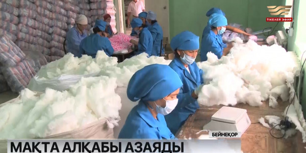 Биыл елімізде мақта алқабы азаяды