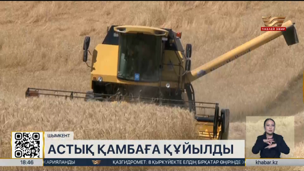 Шымкентте астық қамбаға құйылды