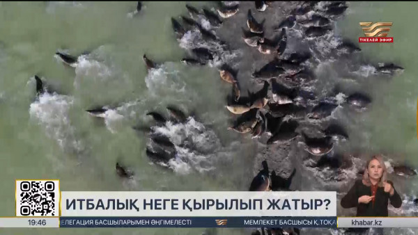 Итбалықтар неге қырылып жатыр?