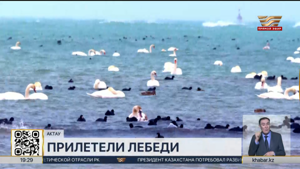 В Актау прилетело большое количество лебедей
