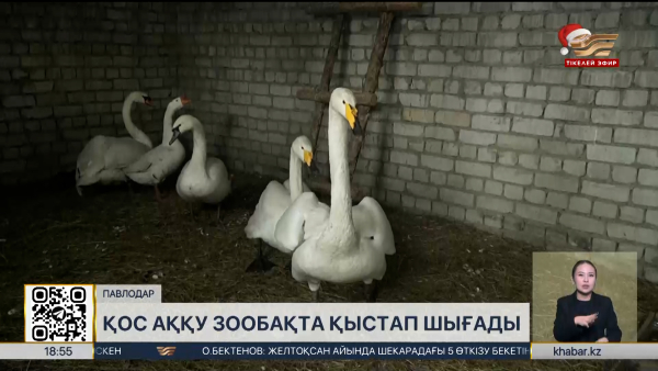 Баянауыл тұрғыны құтқарған аққулардың тағдыры белгілі болды