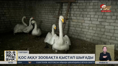 Баянауыл тұрғыны құтқарған аққулардың тағдыры белгілі болды