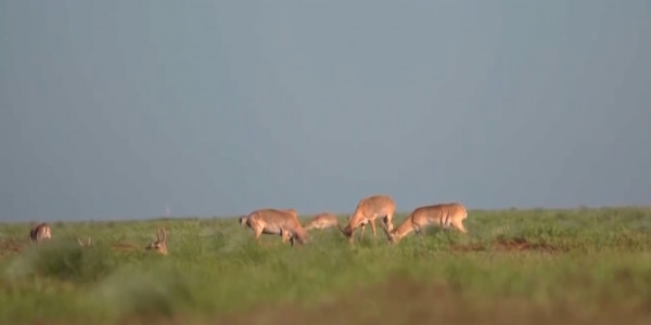 Уральская популяция сайгаков вне угрозы исчезновения