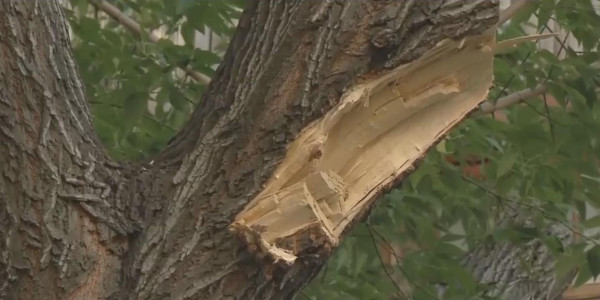 Павлодарлықтарды қаладағы ағаш қорының азаюы алаңдатып отыр