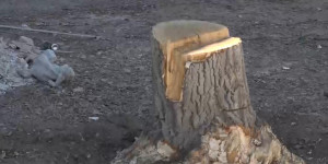 Массовой вырубкой деревьев обеспокоены жители Семея