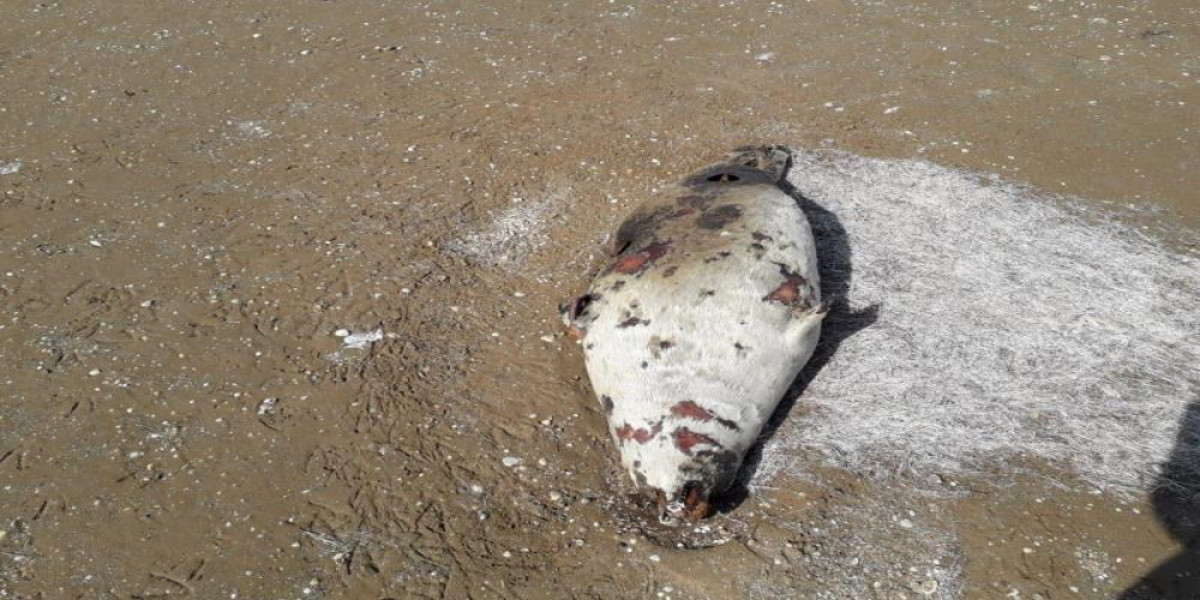На побережье Каспийского моря найдены мертвые тюлени