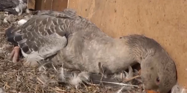 В 10 сёлах введут карантин из-за вспышки птичьего гриппа