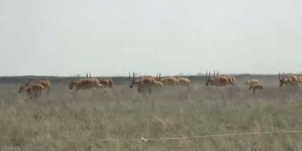 Ущерб в 9 млрд тенге от набегов сайги оценили фермеры ЗКО