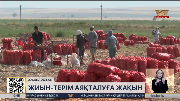 Жамбыл облысында күзгі жиын-терім аяқталуға жақын