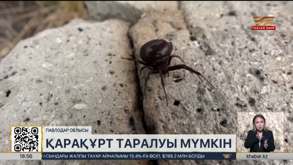 Торайғыр демалыс аймағында қарақұрттың таралу қаупі қайта туындады