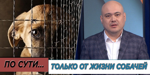 Только от жизни собачей. &laquo;По сути&raquo;