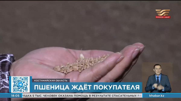 Заявки на реализацию фуражного зерна подают аграрии Костанайской области