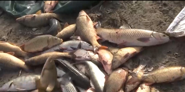 Браконьерство набирает обороты в Туркестанской области