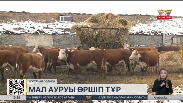 Қостанай облысында мал ауруы өршіп тұр