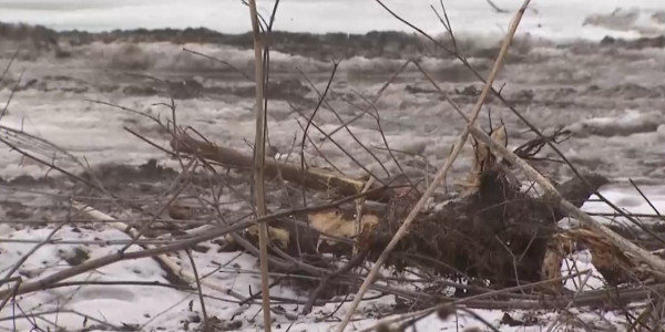 В Казахстане увеличат штраф за незаконную вырубку деревьев