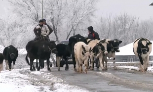 Скотокрады нанесли ущерб сельчанам на 10 миллионов тенге