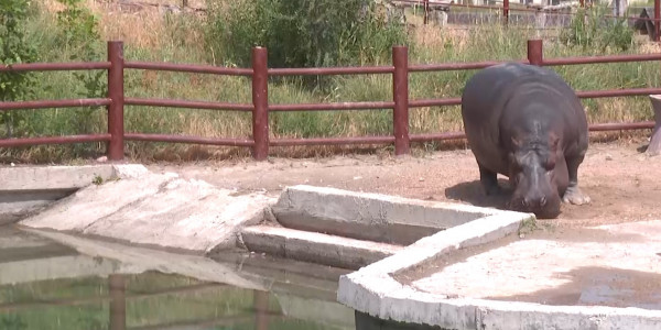 Какова дальнейшая судьба казахстанских зоопарков?