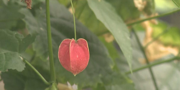 Елорда бағбандары тропикалық жеміс ағаштарын күтіп-баптаудың амалдарымен бөлісті