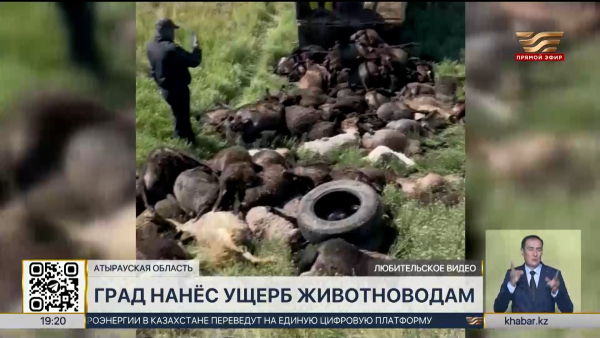 Град нанёс ущерб животноводам в Атырауской области