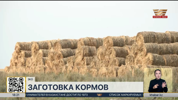 Корма на зиму заготовили с запасом в ЗКО