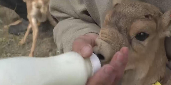 БҚО-да киіктерге арналған тәлімбақ салынып жатыр