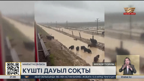 Маңғыстауда нөсер жауын салдарынан ірі қара зардап шекті