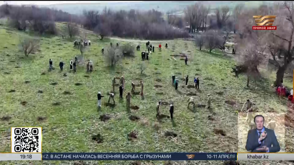 Более миллиона саженцев планируют посадить в Туркестане