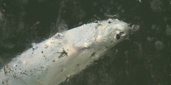 В Атырау в реке Урал вновь гибнет рыба