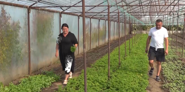 Абайлықтар өз ауласында 40 жуық жылыжайды күтіп-баптап отыр