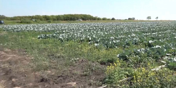 СҚО-дағы жұрт экологиялық таза көкөніссіз қалуы мүмкін