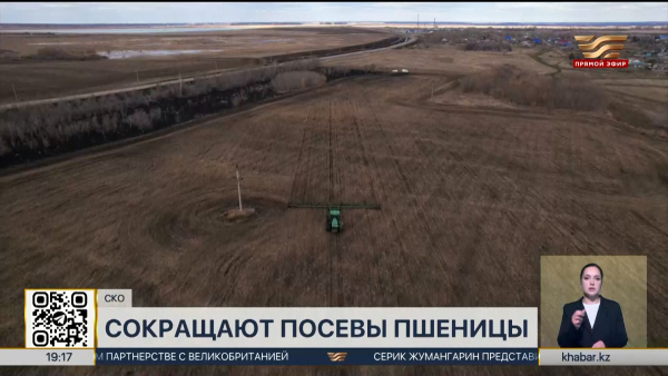 Североказахстанские аграрии сократят посевные площади пшеницы на 100 тысяч гектаров
