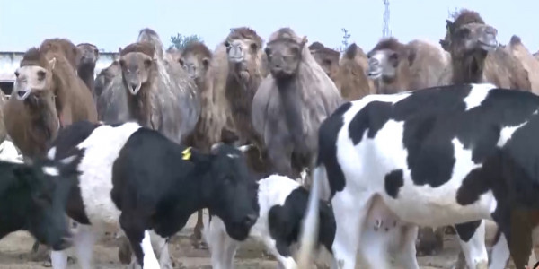 Цены на корм для животных снизили в Мангистауской области