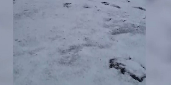 Қатонқарағайда қар жауды