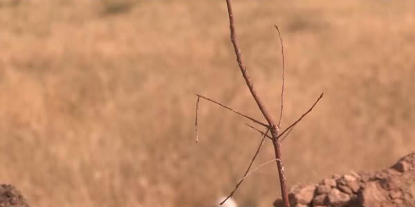 В Шымкенте массово засохли молодые деревья