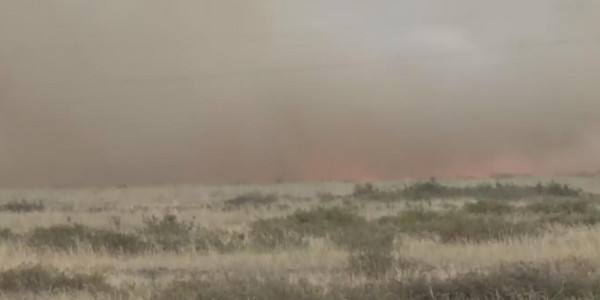 Павлодар облысында дала өрті салдарынан 72 ұсақ мал жанып кетті