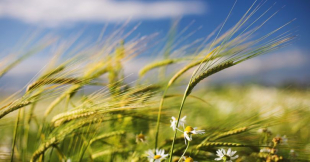 Ветреная погода ожидается на большей части территории Казахстана