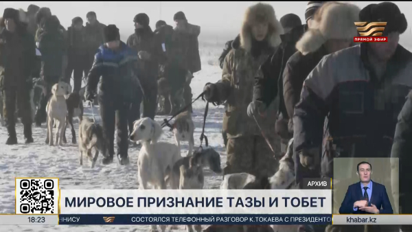 Казахские породы собак тазы и тобет получили мировое признание
