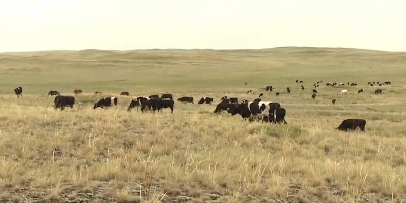 Специалисты устанавливают причины заражения скота сибирской язвой в селе Ольгинка