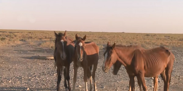 Дорогой корм и падеж животных &mdash; с чем столкнулись казахстанские фермеры