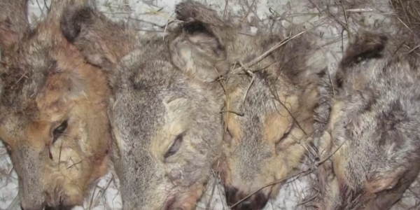 Браконьера задержали полицейские в Костанайской области